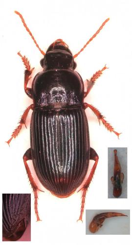 Réf. 268 464 : Harpalus rubripes